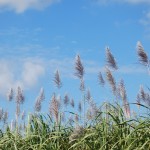 種子島観光の魅力⑩　大地の豊かさについて