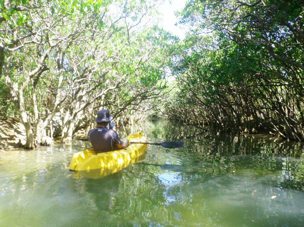 マングローブカヤック | 種子島 観光 BLUE PEACE | シーカヤックや